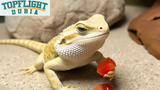 Can Bearded Dragons Eat Tomatoes? TopFlight Dubia Answers