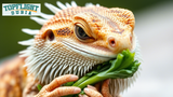 Can Bearded Dragons Eat Turnip Greens?TopFlight Dubia Answers