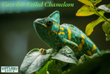 Care For Veiled Chameleon: Tips For A Happy & Healthy Pet 