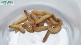Waxworms: Your Ideal Feeder Insects