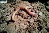 Can Bearded Dragons Eat Earthworms? TopFlight Dubia’s Advice