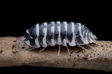 Zebra Isopod