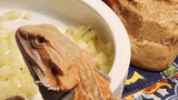 Can Bearded Dragons Eat Zucchini? Hear from Experts 