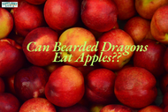 Can Bearded Dragons Eat Apples? Know TopFlight Dubia Opinion