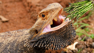 Can Bearded Dragons Eat Asparagus? TopFlight Dubia’s Take