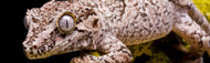 Gargoyle Gecko: Care & Feeding Essentials