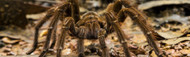 Goliath Birdeater Care Secrets Revealed