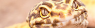 Leopard Gecko Care: Diet & Habitat