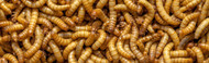Mastering Mealworm Raising at Home