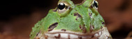 Pacman Frog Care: Expert Tips & Tricks