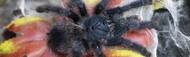 Pinktoe Tarantula: Complete Care Guide