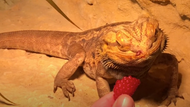 Can Bearded Dragons Eat Raspberries?