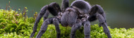 Brazilian Black Tarantula Care Insights