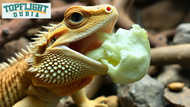 Can Bearded Dragons Eat Cabbage? TopFlight Dubia Explains