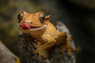 Crested Gecko Care: Feeding & Habitat