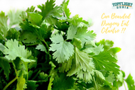 Can Bearded Dragons Eat Cilantro? Know TopFlight Dubia’s Take