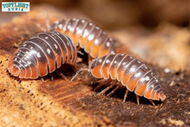 Clown Isopods: A Comprehensive Care Guide