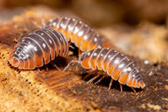 Clown Isopods