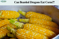 Can Bearded Dragons Eat Corns?