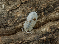 Dalmatian Isopods