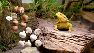 Can Bearded Dragons Eat Mushrooms? TopFlight Dubia Answered