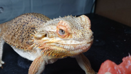 Can Bearded Dragons Eat Watermelon?