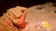 Can Bearded Dragons Eat Cantaloupe? 