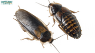 The Entire Life Cycle Of Dubia Roaches