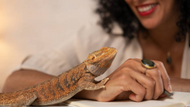 Can Bearded Dragons Eat Eggs? ( The Answer Might Surprise You)
