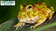 Pacman Frog Care Guide as Pet by TopFlight Dubia Experts