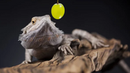 Can Bearded Dragon Eat Grapes? 
