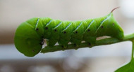 Ultimate Hornworm Care & Maintenance Guide