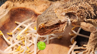 Can Bearded Dragons Eat Brussels Sprouts?