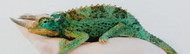 Jackson's Chameleon Care: Expert Advice