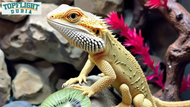 Can Bearded Dragons Eat Kiwi? TopFlight Dubia Answers