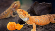 Can Bearded Dragons Eat Oranges?