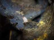 Papaya Isopods