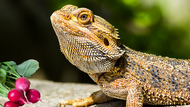 Can Bearded Dragons Eat Radishes Safely? 