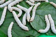 Silkworm Breeding: Ultimate How-To