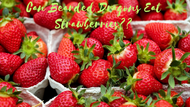 Finally, Dissected: Can Bearded Dragons Eat Strawberries?	