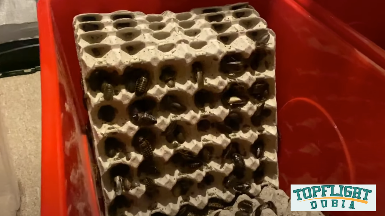 Image showcasing Dubia Roaches Care Guide by TopFlight Dubia Experts - TopFlight Dubia