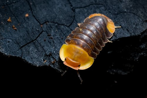 Rubber Ducky Isopod: All About These Cute Critters - TopFlight Dubia