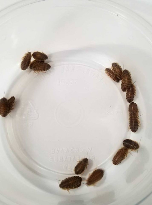 (1,000) 1/4" - 3/8" Dubia Roaches (Shipped Loose In Box)