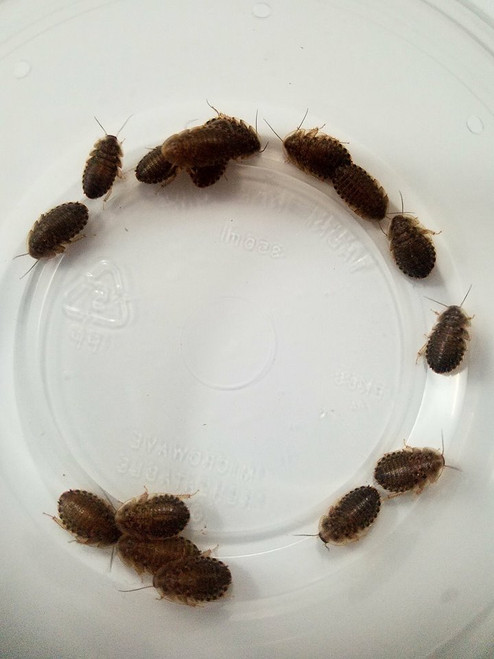 (200) 3/8" - 1/2" Dubia Roaches (Shipped Loose In Box)