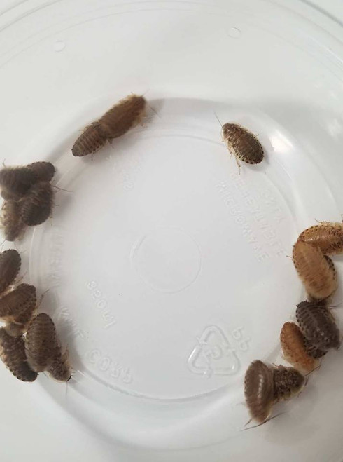(500) 1/2" - 5/8" Dubia Roaches (Shipped Loose In Box)