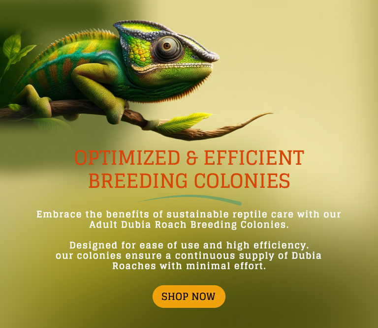 Mobile Version of the Image