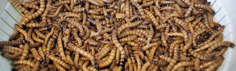 Live Meal Worms – Wild Wings Ecology