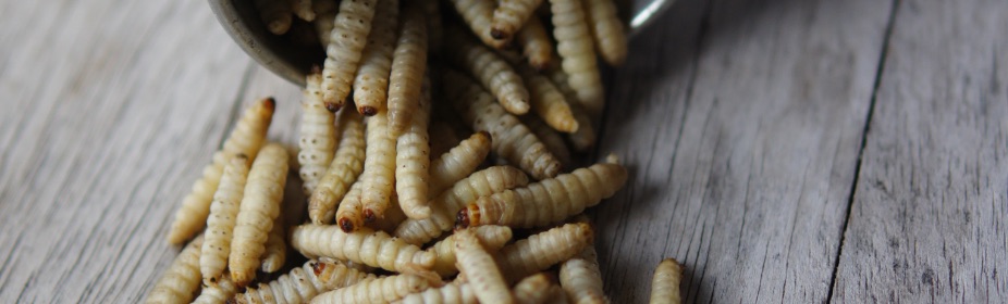 Wax Worm Facts And Uses For Live Colored waxworms Fishing Bait, Reptile  Food, Birds Mealworms illuminator jigs waxworm breeding