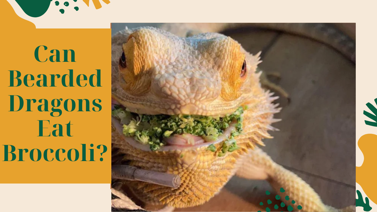Can Bearded Dragons Eat Brocolli? TopFlight Dubia Explained ...