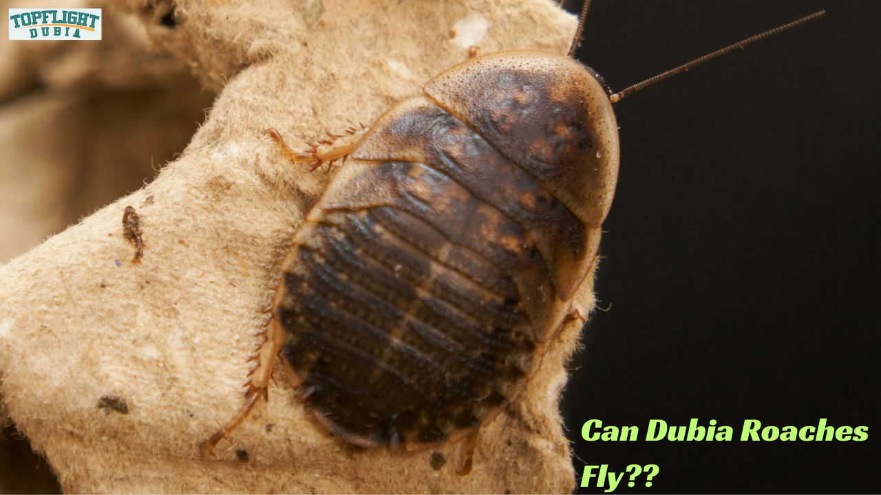 Dubia Roaches: Life Span, Flight Capability, And How To Care For 